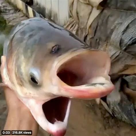 Two-headed 'Chernobyl fish' with two mouths and 'four eyes' pulled from lake - Big World Tale