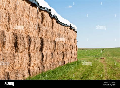 Alfalfa Hay Bales High Resolution Stock Photography and Images - Alamy