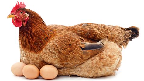 The Real Reason Chickens Lay So Many Eggs