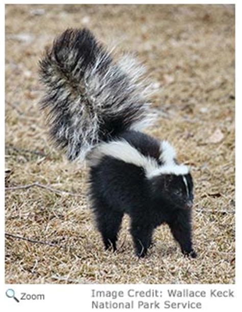 Striped Skunk - Mephitis mephitis | Wildlife Journal Junior