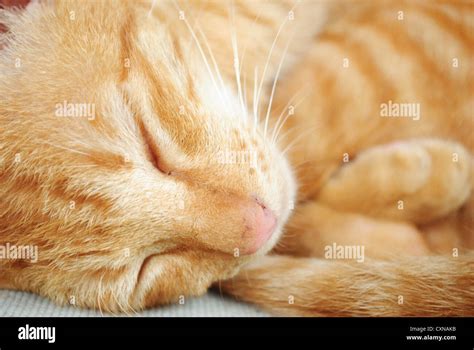 sleeping yellow cat Stock Photo - Alamy