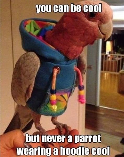 Parrot Memes