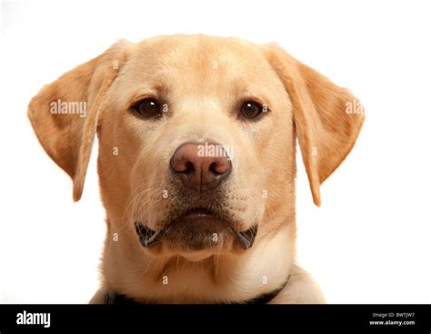 Labrador retriever hi-res stock photography and images - Alamy