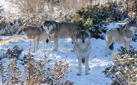 Wolf pack in the snow HD desktop wallpaper : Widescreen : High Definition : Fullscreen