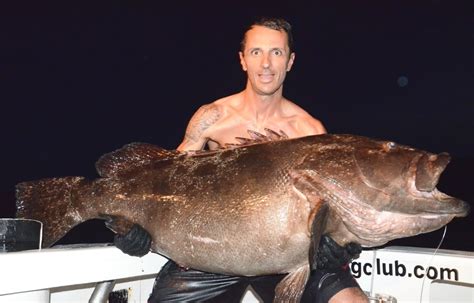 Dusky grouper or Epinephelus marginatus - Rod Fishing club