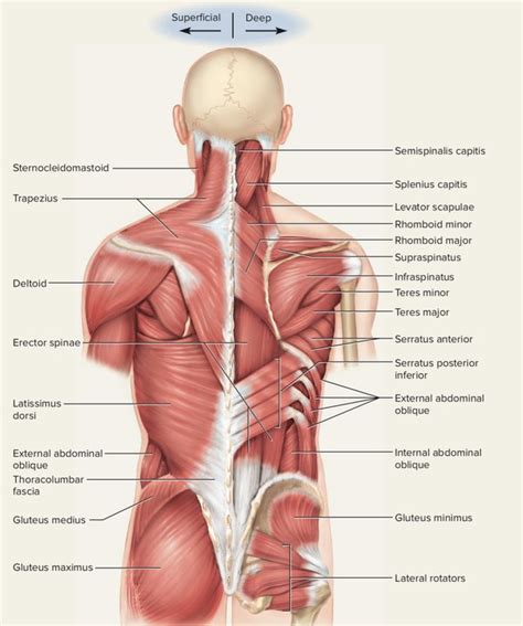 Muscles Of Back: Anatomy, Origin, Insertion, Function Mobile Physio Clinic | atelier-yuwa.ciao.jp