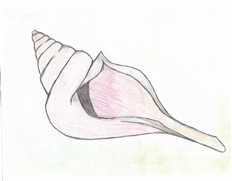 Free Conch Shell Outline, Download Free Conch Shell Outline png images, Free ClipArts on Clipart ...