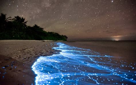 Bioluminescent Bay, Puerto Rico