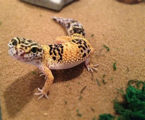 Smiling Leopard Gecko :) | Leopard gecko, Gecko, Leopard gecko cute