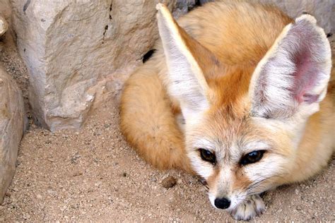 Fennec Fox Facts, Pictures Information: African Desert Fox, 51% OFF