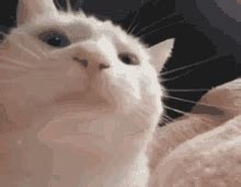 Cat Vibing Vibing Cat GIF - Cat Vibing Vibing Cat Cat - Discover & Share GIFs