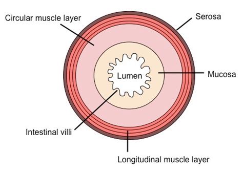 Lumen (anatomy) Wikipedia, 46% OFF | www.micoope.com.gt