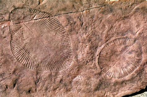 'Marine' Fossils May Instead Represent Early Land Dwellers | Science | AAAS