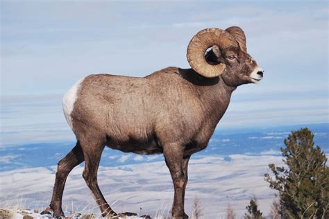 How Big Is A Bighorn Sheep - Randa Carolyne