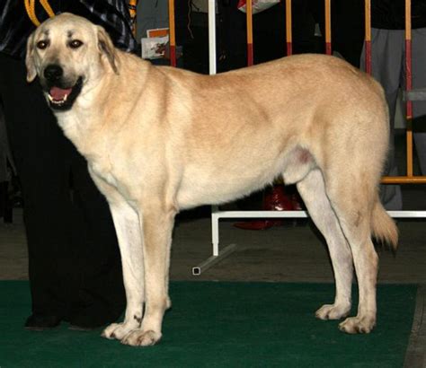 Central Anatolian Shepherd Dog Breed Information, Images, Characteristics, Health