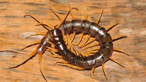 Beware This Massive New Poisonous Centipede - InsideHook