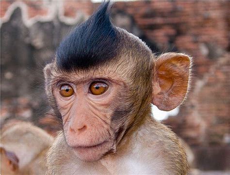 Monkeys With Mohawks (30 pics)