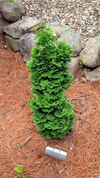 Dwarf Evergreen Trees Zone 7 - Okejely Garden Plant