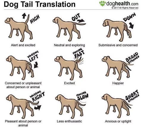 Pin by mair evans on DOGS | Dog body language, Dog behavior, Dog training