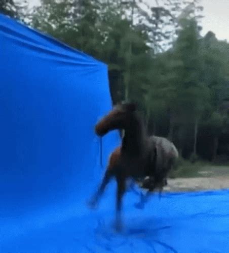 Horse Cavalo GIF - Horse Cavalo Spin - Discover & Share GIFs