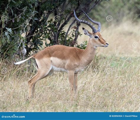 Closeup Sideview of One Male Impala with Large Antlers Standing in Grass with Head Raised Stock ...