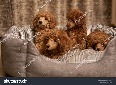 Group Shot Adorable Poodle Puppies Very Stock Photo 2204656633 | Shutterstock