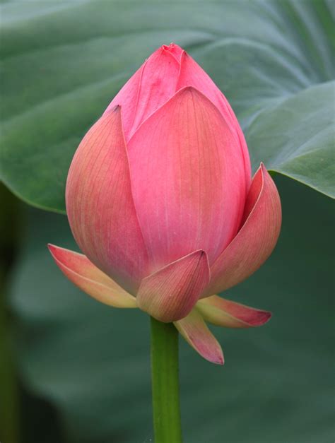 Lotus Bud: CalBoy87: Galleries: Digital Photography Review : Digital ...