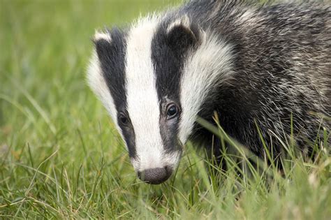 These 7 Cool Facts Show the Secret Lives of Badgers | PETA