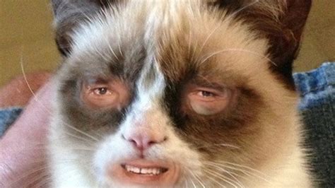 20 Funny Cat With Human Face Meme