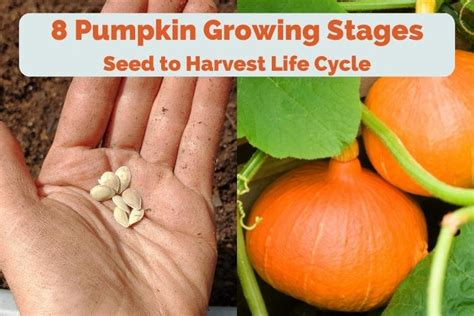 Pumpkin Growing Stages (Seed to Harvest Life Cycle)