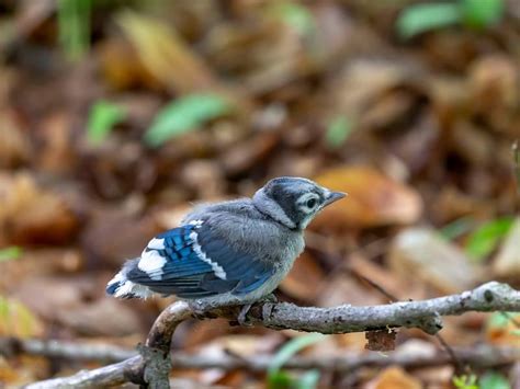 Blue Jay Nesting (Complete Guide) | Birdfact