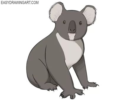 How to Draw a Koala - Easy Drawing Art