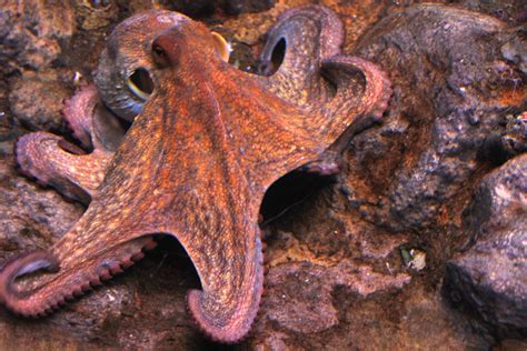 The Common Octopus – Fascinating Sea Creatures