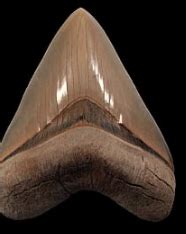 Where And How To Find Megalodon Shark Fossils – buriedtreasurefossils.com