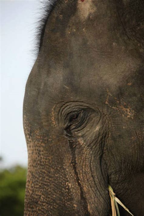 PETS, FARM ANIMALS, VEGANISM, WILDLIFE. ELEPHANTS STAND ALONE: ASIAN ...