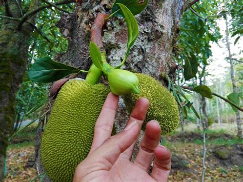 Jackfruit flower | Jackfruit flower, Jackfruit, Ripe jackfruit