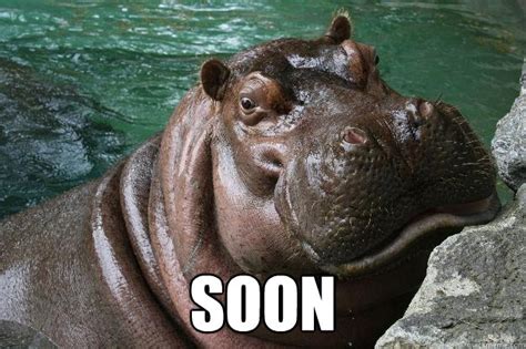 soon - Hungry Hippo - quickmeme