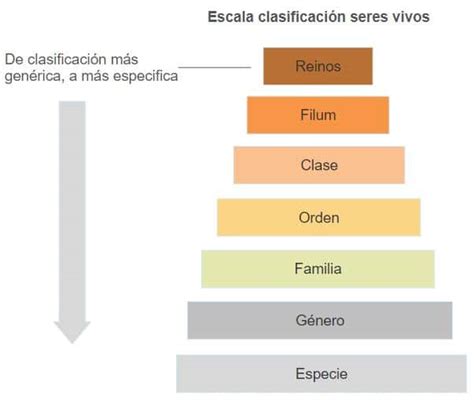 Seres vivos: Qué son, clasificación y características | OVACEN