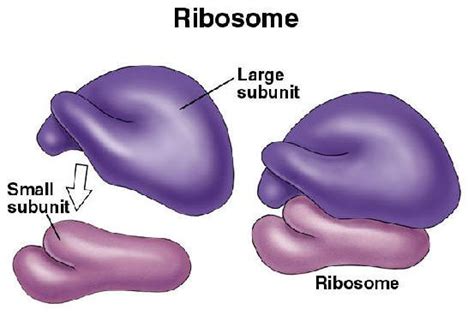 Ribosomes Function | Introduction, Location & Structure