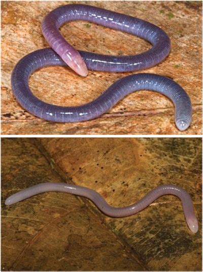 New Species Of Skin Feeding Caecilian Discovered And Described - Reptiles Magazine