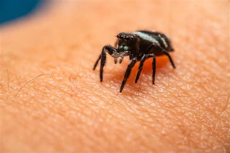 Spider Bite Rash: Symptoms, Treatment, and Prevention Tips