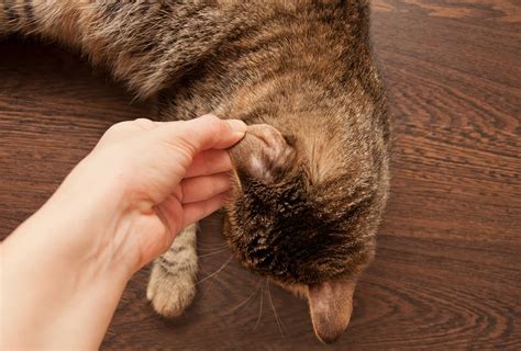 Symptoms Of Ringworm In Cats | Kingsdale Animal Hospital