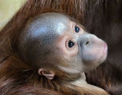 Critically Endangered Orang-utan Born At Paignton Zoo • Paignton Zoo