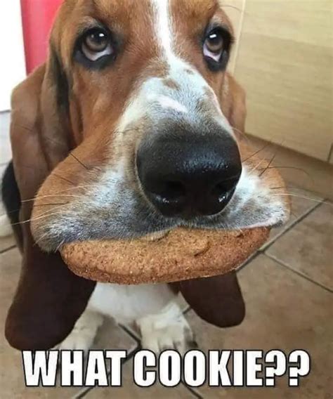 21+ Funny Basset Hound Dog Memes - The Paws