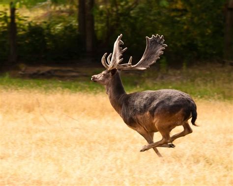 Melanistic Deer | Melanistic Fallow Deer(Dama dama) | European animals ...