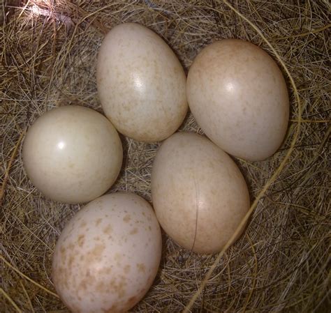 File:Robin eggs.jpg - Wikipedia