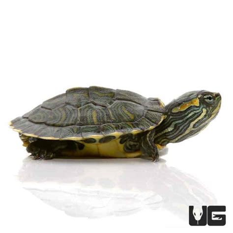 Baby Cumberland Slider Turtles (Trachemys scripta troostii) For Sale ...