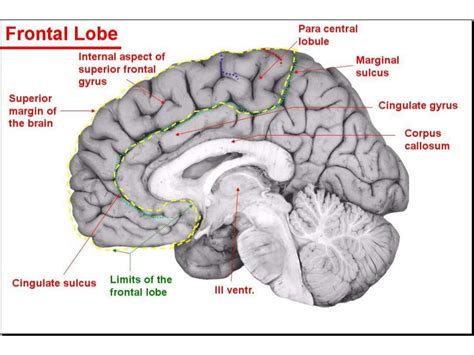 Anatomy of brain sulcus and gyrus - Dr.Sajith MD RD