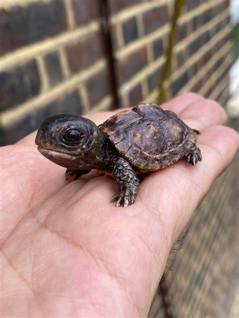 Baby Turtle Figurine . 3cm Length Cute Turtle - Etsy