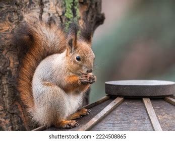 4,234 Squirrel Eating Hazelnuts Images, Stock Photos & Vectors | Shutterstock